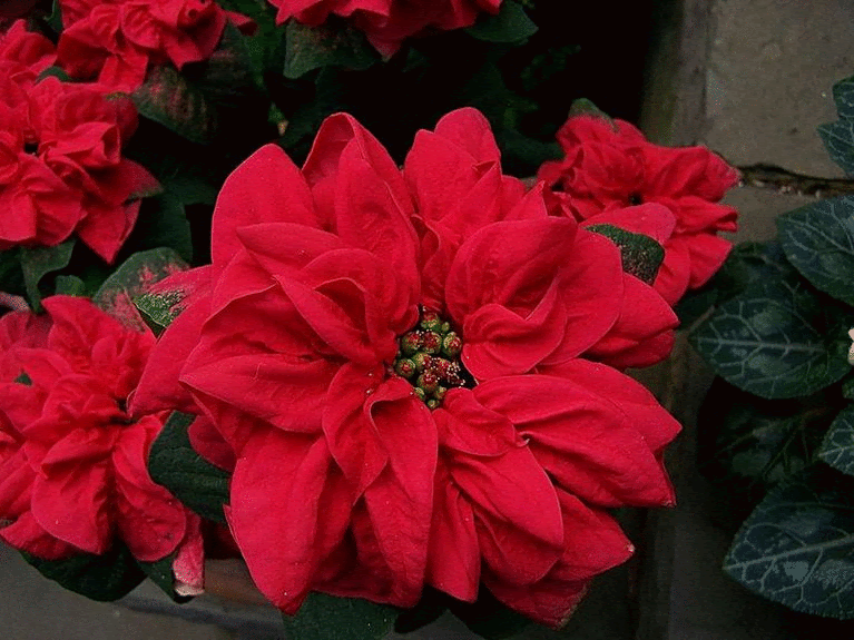 http://holaf44.h.o.pic.centerblog.net/Poinsettia.gif