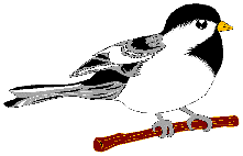 八ヶ岳の野生動物 写真集