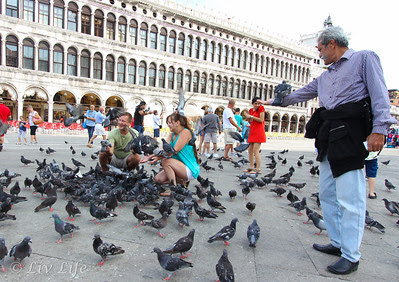 Pigeons, Venice, Italy