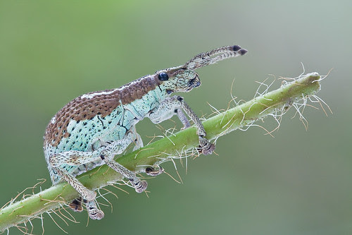 The lesser of the two weevils......IMG_0349 copy