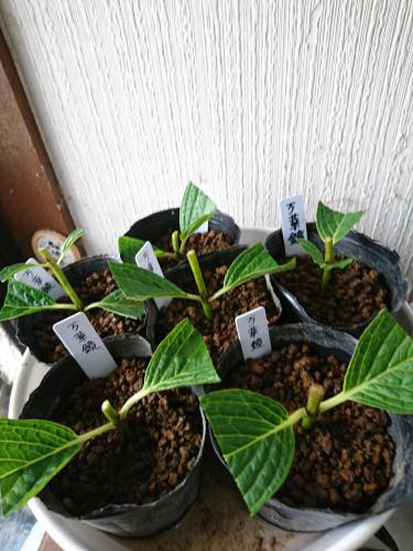 万華鏡の挿し木 アジサイ 品種不明