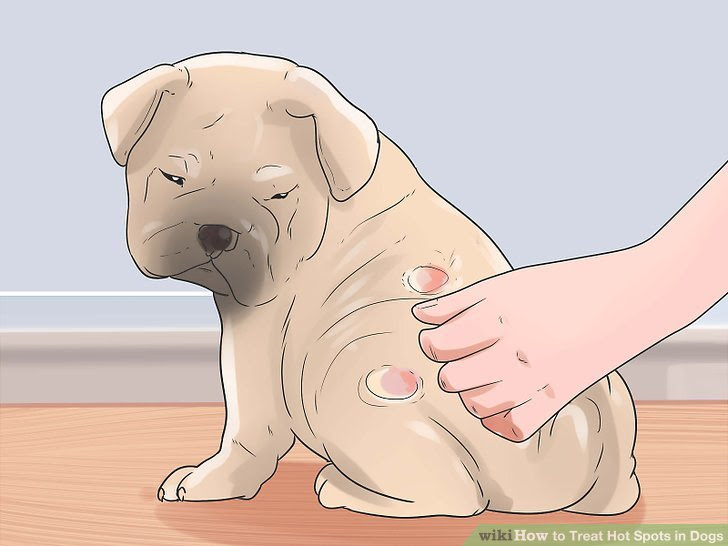 Treat Hot Spots in Dogs Step 4 Version 2.jpg
