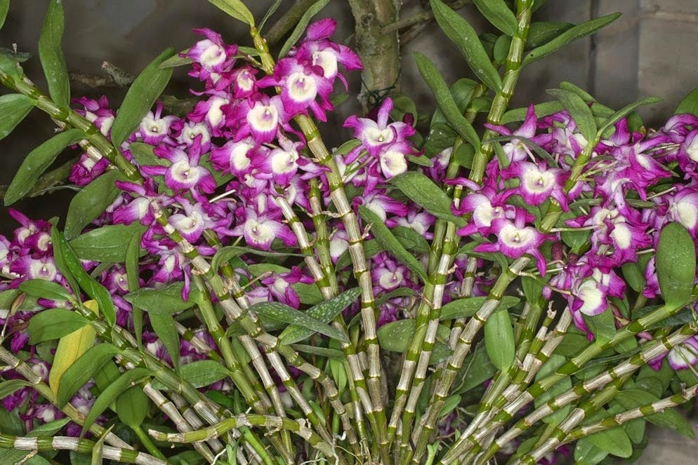 Ciri Ciri Flora Asiatis dan Australis Di Indonesia Beserta Ciri Ciri Flora Asiatis dan Australis Di Indonesia Beserta