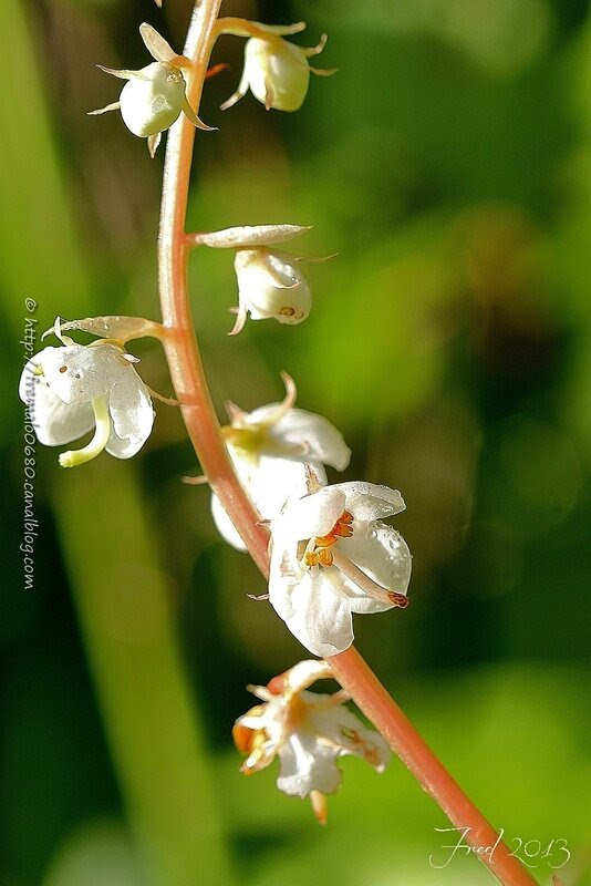Pyrola rotundifolia