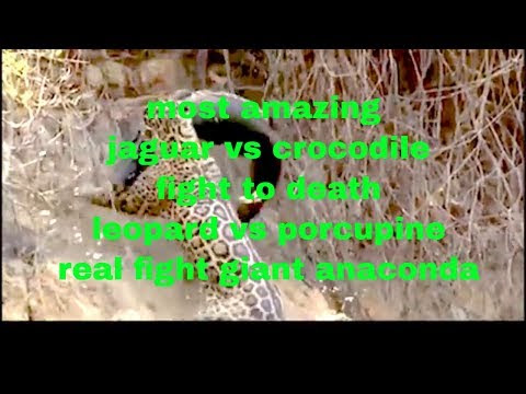 MOST AMAZING JAGUAR VS CROCODILE FIGHT - LEOPARD VS PORCUPINE REAL FIGHT - ANIMAL FIGHT
