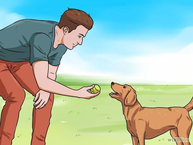 Teach a Dog to Fetch Step 4 Version 4.jpg