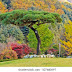 Korean Pine Tree : Korean pine tree photography is definitely all about waiting for days like this to get that nice separation between the pine trees and the background.