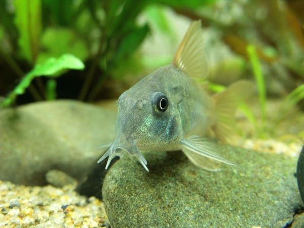 コリドラスのモフモフが見られないなんて 人生半分損してる アクアログ