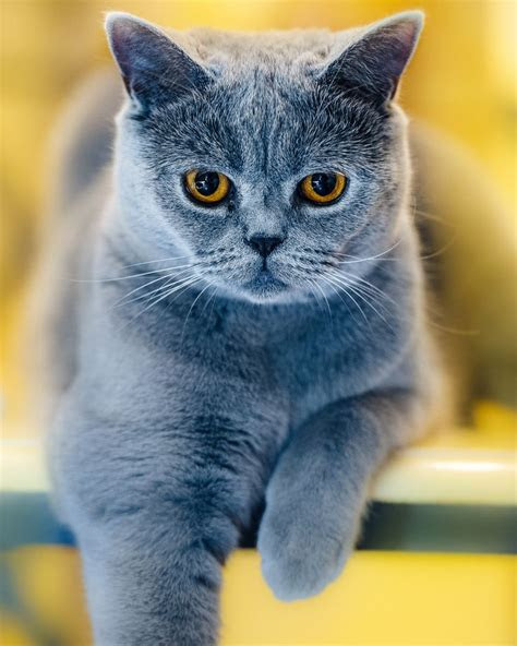 Lazy Blue British Shorthair British Shorthair