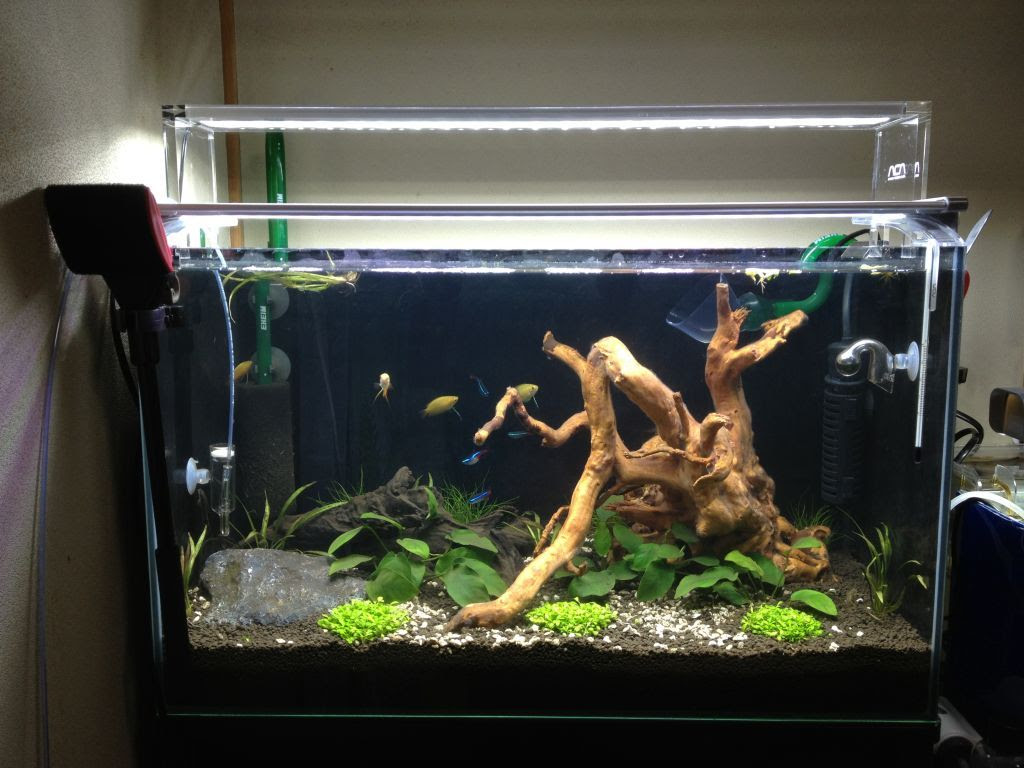 水カビにオトシンクルスさん大活躍 オトシンクルス 流木