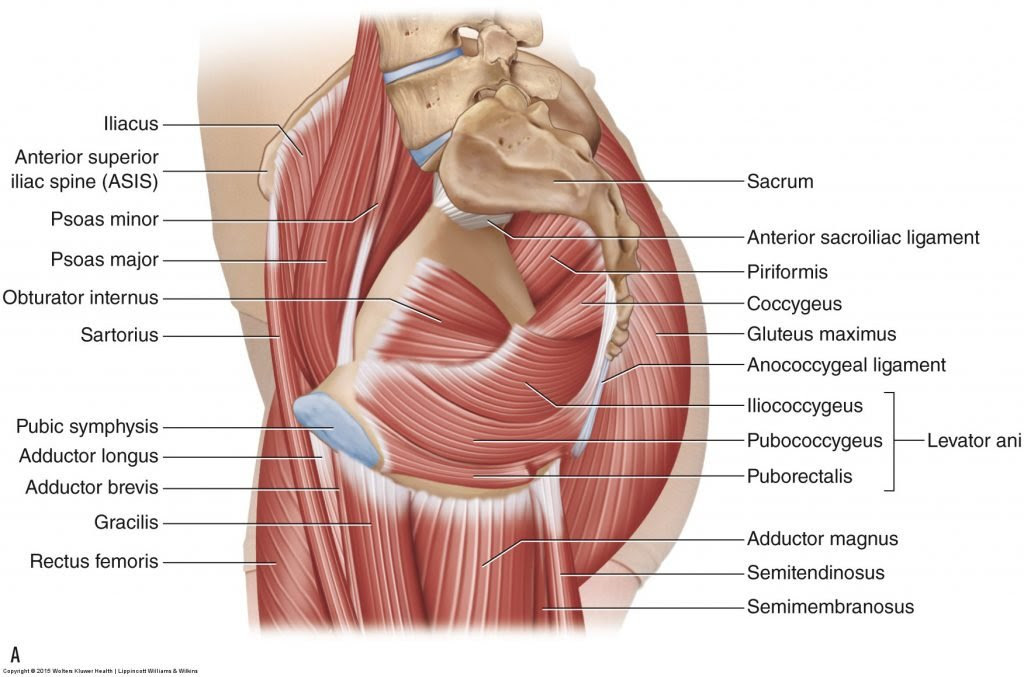 Pelvic floor muscles - Learn Muscles