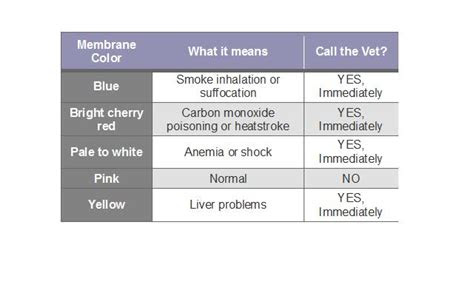  ammaarahxyburrows51a dog gum color chart mucous membrane color