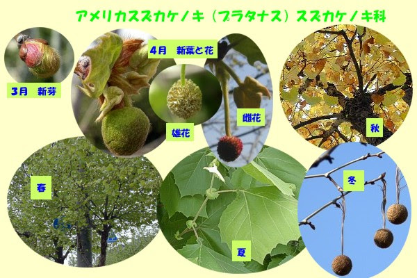 プラタナス