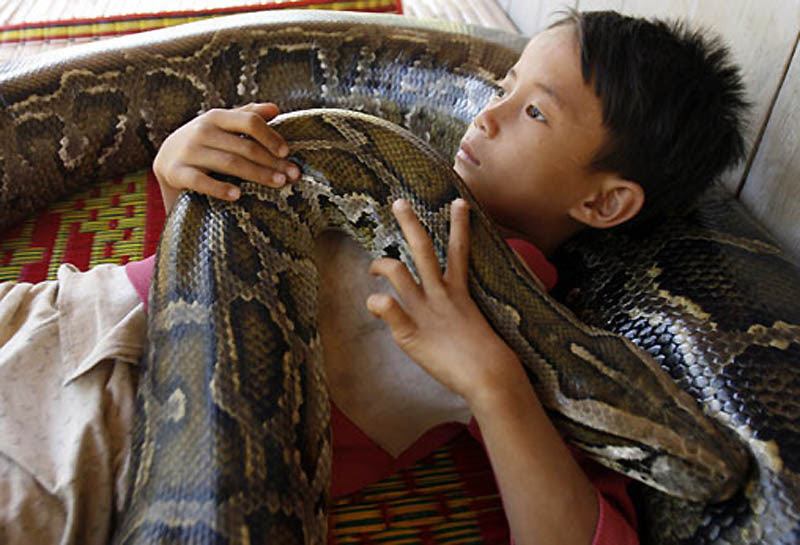 4209 Rumah python