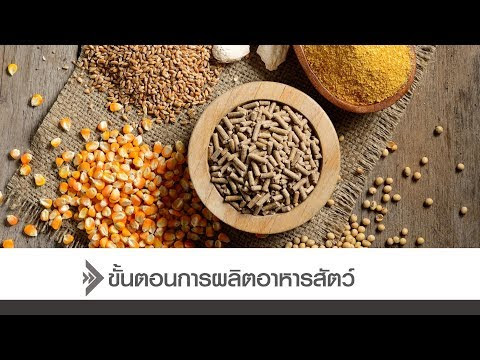 Video อาหาร ปลา ไทยลักซ์