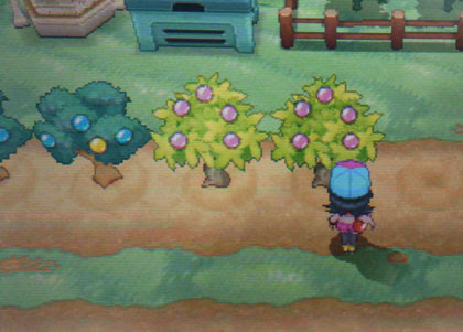 ポケモンxy07 きのみ 木の実育てています ７番道路 きのみばたけ 突然変異の実いろいろ W Shinchan 楽天ブログ