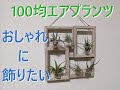 [最も好ましい] エア プランツ おしゃれ 349286