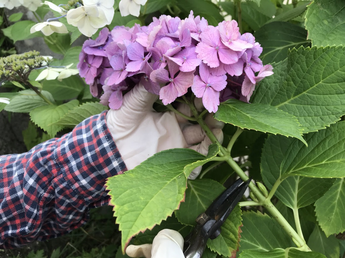 アジサイの剪定時期と方法に気を使ったら やっぱり花付きが良かった話 Hanana Tree