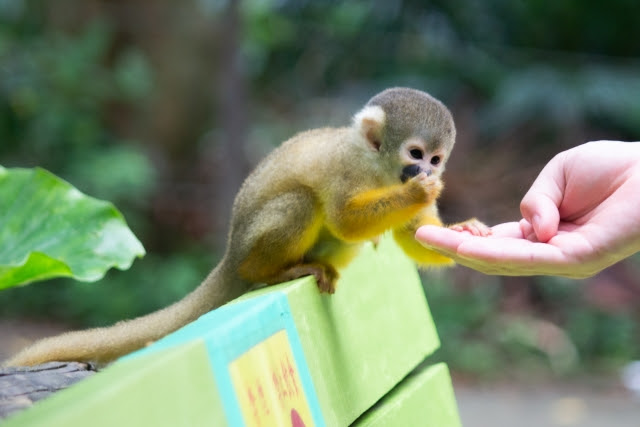 サルをペットにしてみたい方必見 家で飼えるサル4選
