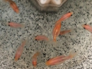 金魚 魚 生きもの見聞録