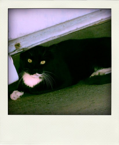 08.19.09 019-pola