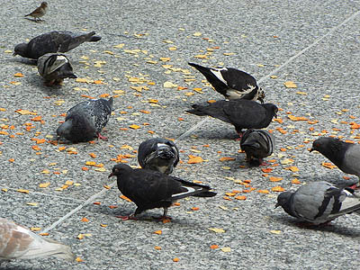 pigeons et tortillas.jpg
