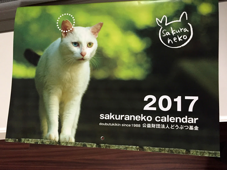 さくらねこって知ってる 猫の殺処分を根っこから解決するプロジェクト 未来を変えるお買いものメディア バイコット