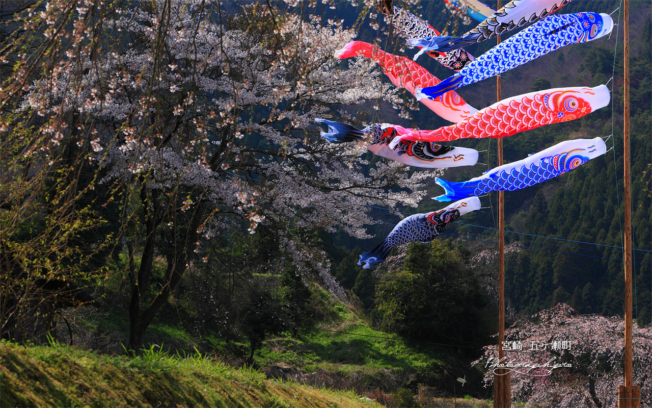 鯉のぼり泳ぐ五ヶ瀬町の桜 の壁紙 1280x800