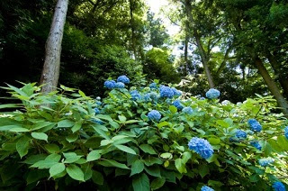 三千院のあじさい 見頃や開花状況 京都旅行のオススメ