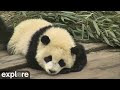 Animals Channel