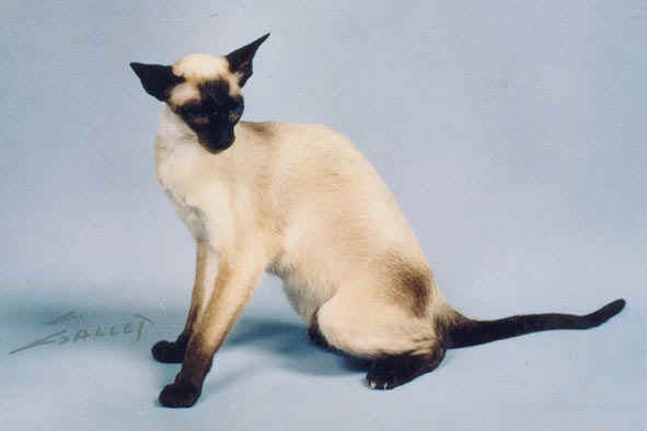 Siamois Long Poil Chaton Poil Long