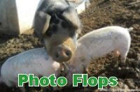 Photo Flops by Just Look and You Will See