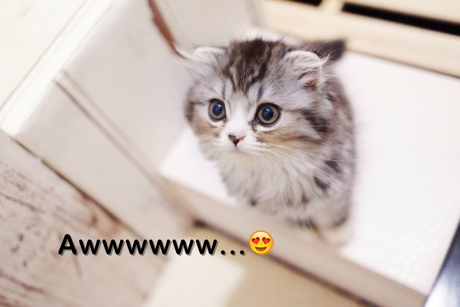 英語でcute かわいい と思った時の単語と表現80選