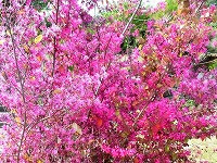 ２月１２日の誕生花 ベニバナトキワマンサク 紅花常盤満作 の花言葉 霊感 濃いピンクのリボンのような花の 私から愛したい 弥生おばさんのガーデニングノート 花と緑の365日 楽天ブログ