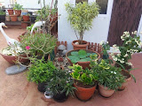 Garden Plan Ideas India