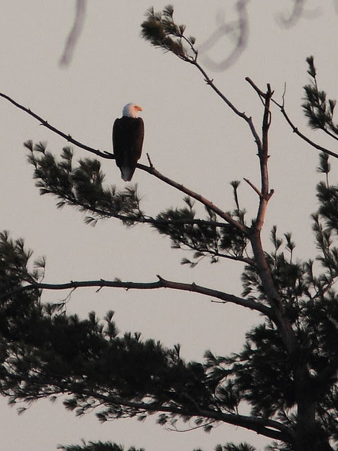 Mooseheart Bald Eagle 20121116