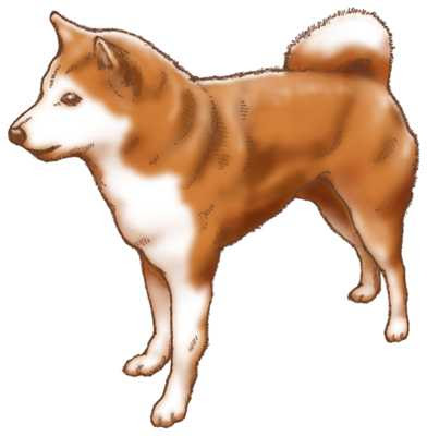 柴犬イラスト素材 見本 Kmsys戌年賀状イラスト素材集