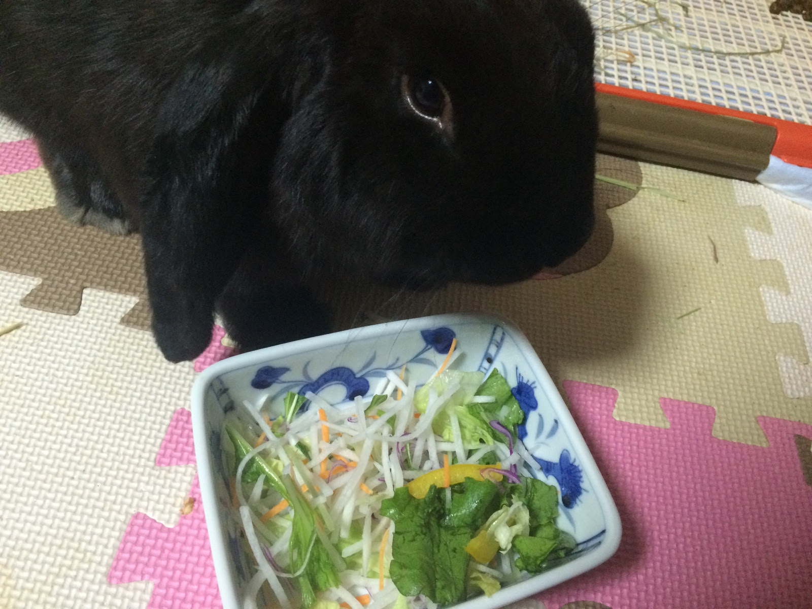 グルメうさぎでも食いつくおすすめ野菜 食べ過ぎ注意 フレンチロップ まったりぷーちゃん日和