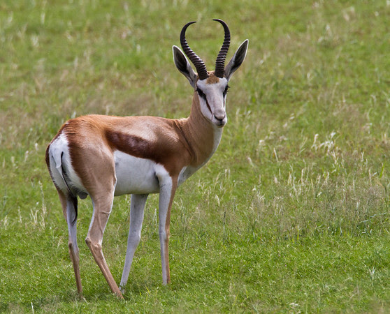 Photo & Video Sharing by SmugMug