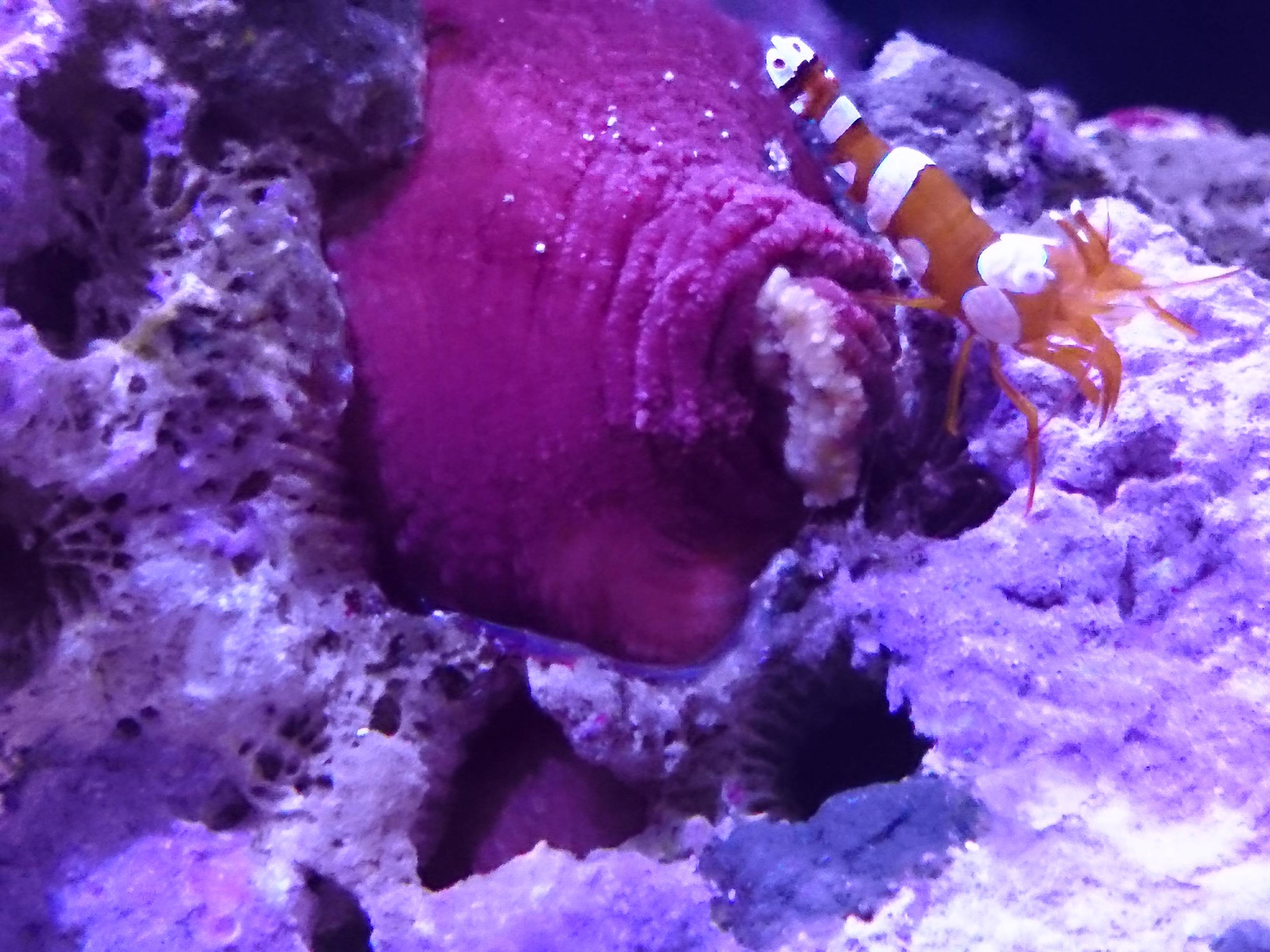 サンゴイソギンチャクを特定の場所に定着させる工夫まとめ 30cm水槽の海水魚飼育