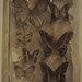 Assembled Butterflies #2, National Museum of Natural History at Smithsonian, Washington, DC