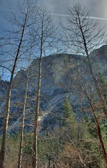 Half Dome and Trees