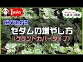 √100以上 マンネングサ 増やし方 670335-マンネングサ 増やし方