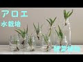 アロエ 剪定方法 153933-アロエ 剪定方法