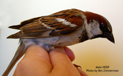 Other Brown Birds Photos Of House Sparrows House Wrens House Finch Chipping Sparrow Cowbird Carolina Wren And How To Tell Them Apart