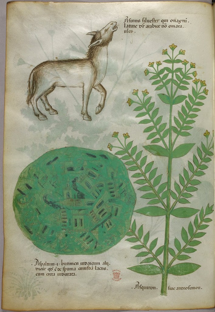 Medieval manuscript bestiary & herbal and map