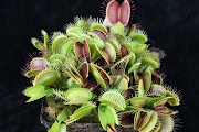 Top Dionaea Muscipula