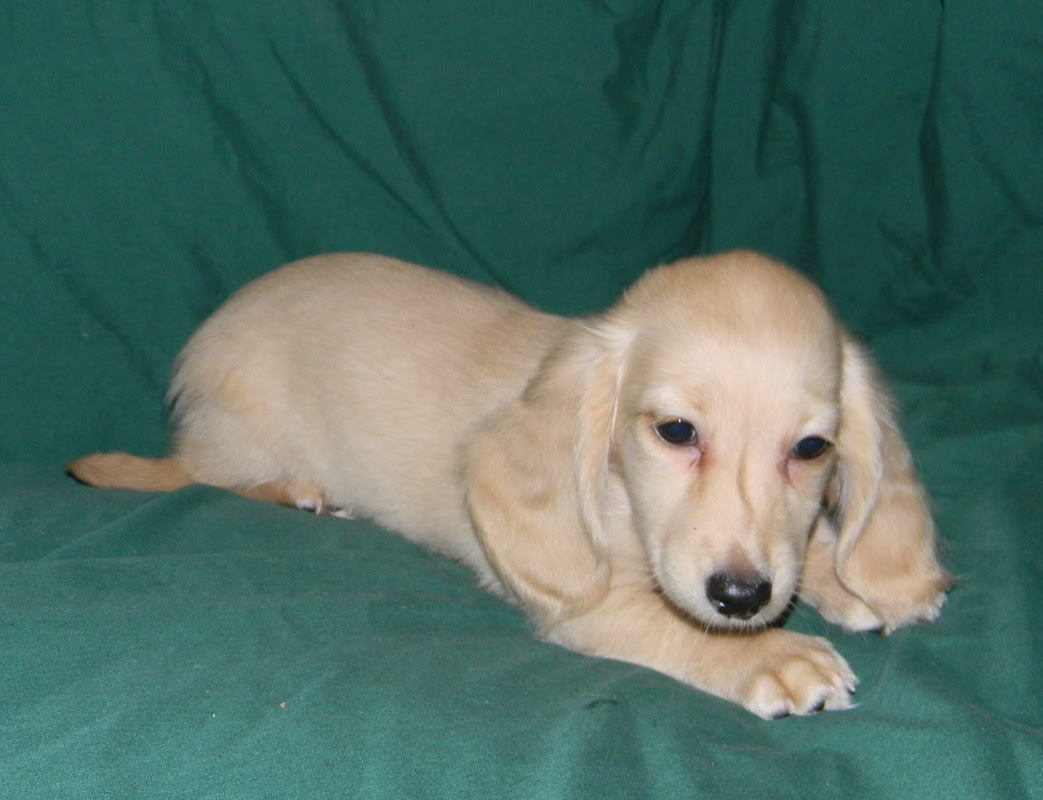 Edwards Extraordinary Dachshunds Home