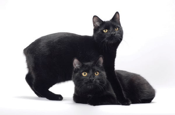 13 Reasons We Love the Manx to the Max - Catster