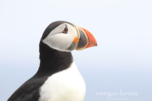Puffin Portrait by Megan Lorenz